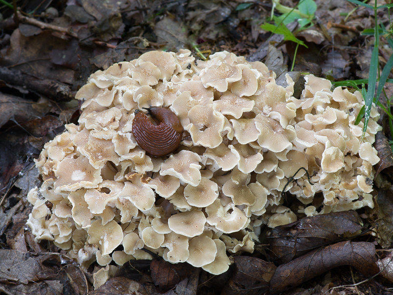 Polyporus umbellatus